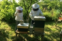 Пчеловодов заранее предупредят об использовании пестицидов при ЧС