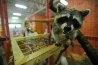 Мосгордума предложила ввести в законодательство понятие «зооклуб»