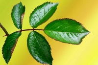 В ДНР и ЛНР появятся «Святые горы»