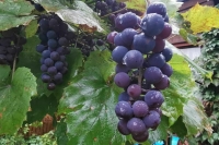 Законопроект о строительстве отелей при винодельнях рассмотрят во II чтении