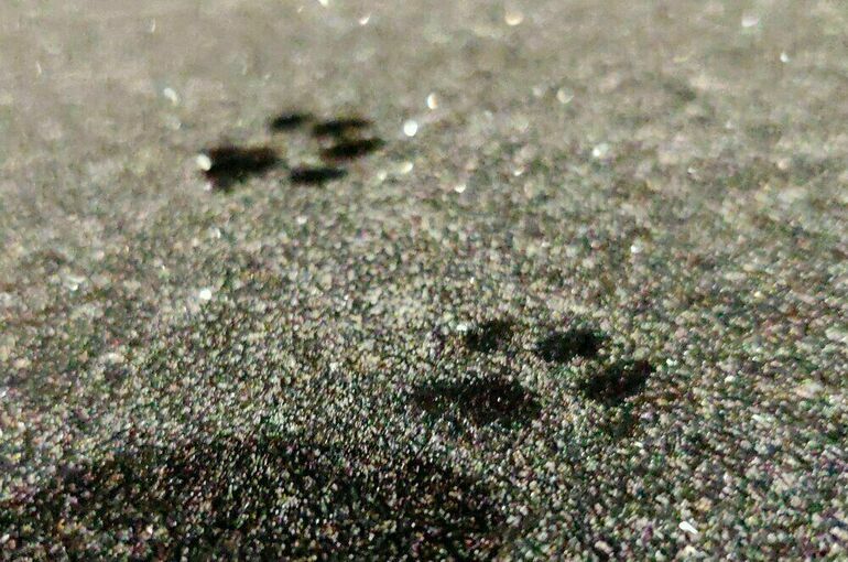 В Москве объявили желтый уровень погодной опасности на двое суток