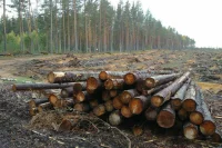 Государственным лесхозам разрешат самостоятельно заготавливать древесину