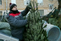 Эксперт рассказал, как избавиться от клещей на новогодней елке