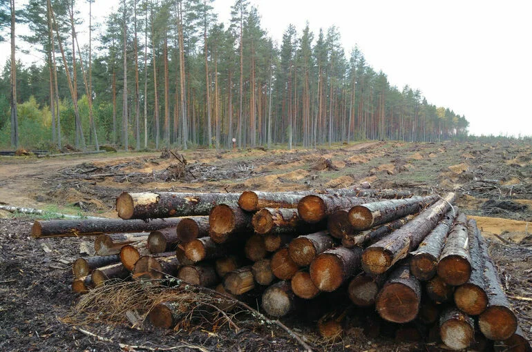 Ограничения на вывоз отдельных видов лесоматериалов продлили до конца 2028 года