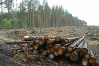 Ограничения на вывоз отдельных видов лесоматериалов продлили до конца 2028 года