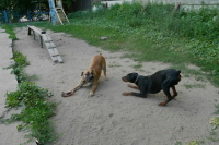 Комитет Госдумы одобрил увеличение штрафов за нарушение правил обращения с животными