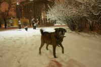 Депутат рассказал, что ожидает управляющую компанию за плохую уборку снега