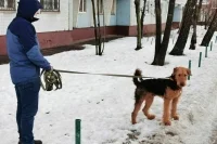 Комитет Госдумы поддержал обязательную маркировку домашних животных