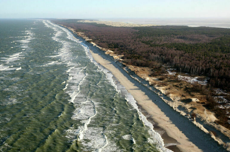 Директора «Куршской косы» задержали за незаконную вырубку лесных насаждений