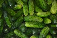 В Минсельхозе ожидают сезонную корректировку цен на огурцы
