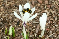 Москвичам пообещали ранний приход весны