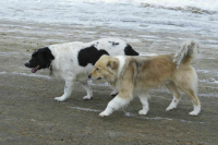 Контроль над требованиями к содержанию животных предлагают передать МВД