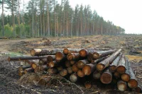 Госдума приняла в I чтении законопроект об оптимизации лесоустройства