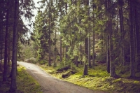 В России хотят разрешить благоустраивать дорожки в городских лесах и парках