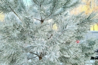 Нынешняя ночь может стать одной из самых холодных в Московском регионе