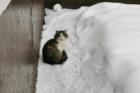 Полуметровые сугробы накроют Москву из-за сильного снегопада 27 и 28 января