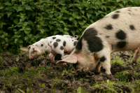 Иммунолог объяснил, как передается вирус Нипах