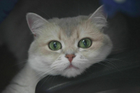 «Коммерсант»: Кабмин поддерживает изъятие животных у жестоких владельцев