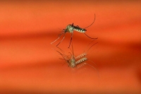 В России зарегистрировали завозной случай лихорадки чикунгунья