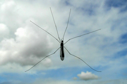 Эксперт рассказал, как не заразиться лихорадкой чикунгунья