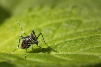 Вирусолог рассказал о расширении ареала распространения комаров — переносчиков лихорадки чикунгунья