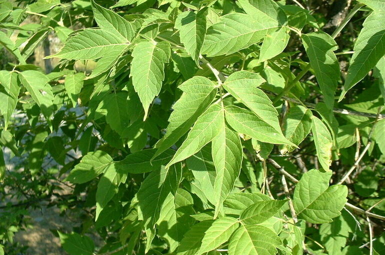 Рослесхоз предложил уничтожать американский клен наравне с борщевиком