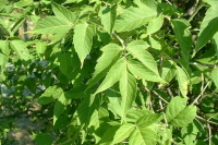 Рослесхоз предложил уничтожать американский клен наравне с борщевиком