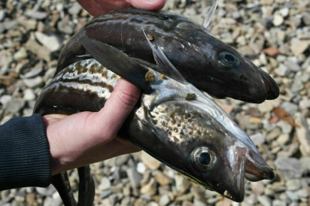 Россияне выбирают минтай вместо семги