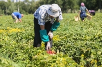 Аграриям станет проще учесть расходы на обучение специалистов