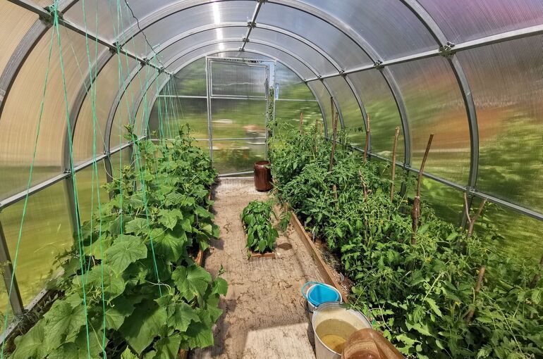 Для выращивания овощей в теплицах в межсезонье введут повышенные субсидии