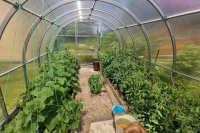 Для выращивания овощей в теплицах в межсезонье введут повышенные субсидии