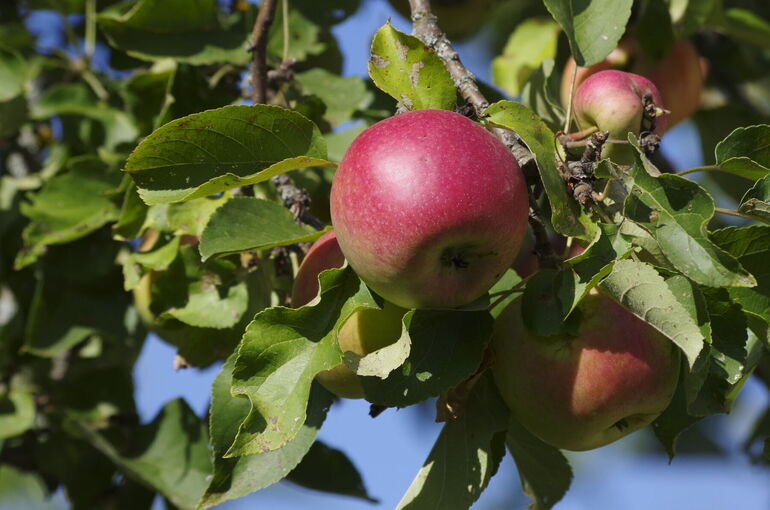 Закупку фермерской продукции торговыми сетями хотят проводить по единым правилам