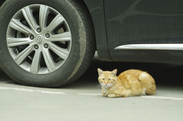 Продажи подержанных легковушек в России в январе выросли на 4%