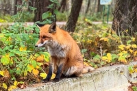 В Госдуму внесли законопроект о деятельности центров реабилитации диких животных