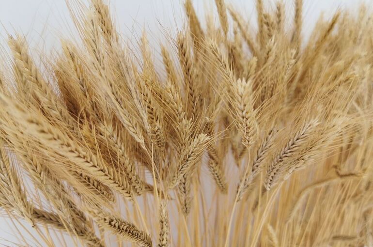 Застраховать посевы станет проще