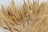 Застраховать посевы станет проще