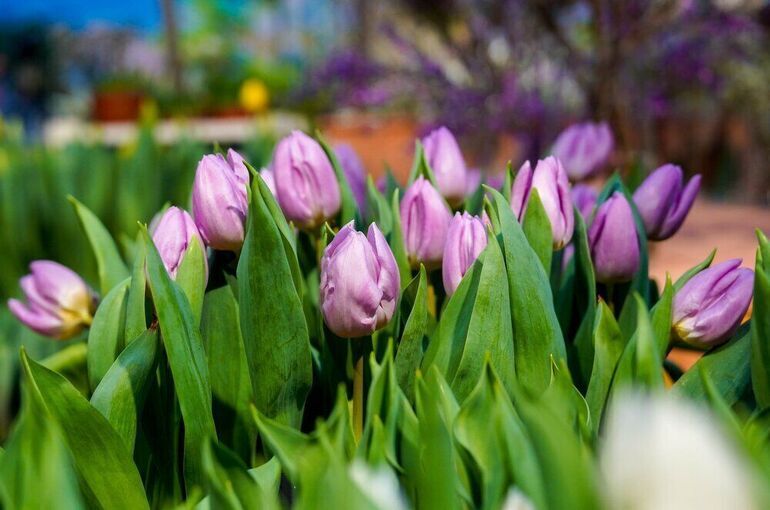 Депутат Миронов предложил остановить рост цен на цветы перед 8 Марта