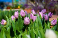 Депутат Миронов предложил остановить рост цен на цветы перед 8 Марта