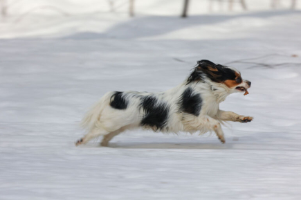 Росгидромет: Снежный покров в Москве и Подмосковье сойдет с 7 по 13 апреля