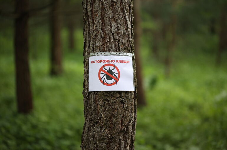 Тошнота, рвота и судороги: чем опасны весенние клещи