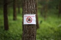 Тошнота, рвота и судороги: чем опасны весенние клещи