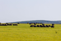 Сроки перевода сельхозземель в другие категории предложили увеличить