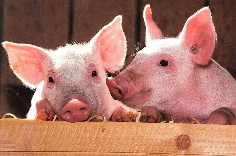 В Новосибирской области изымают скот из-за вспышки бешенства