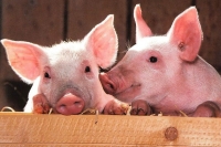 В Новосибирской области изымают скот из-за вспышки бешенства