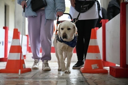 В России появится ГОСТ на качества собак-проводников
