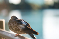 Синоптик: На следующей неделе в Москве «запахнет весной»