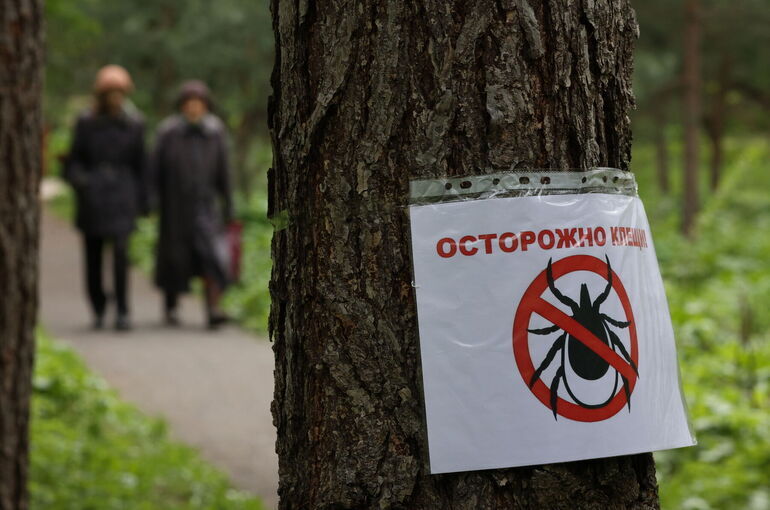 Россиян предупредили о начале активности клещей с наступлением весеннего потепления