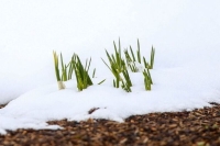 Синоптик рассказал, что снежный покров в Москве уменьшится вдвое к концу недели