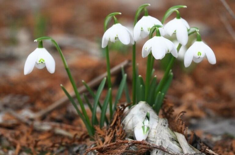 Штраф или тюрьма: какое наказание грозит за   продажу подснежников