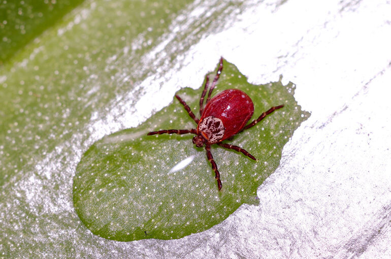 Какие болезни переносят клещи в Московском регионе